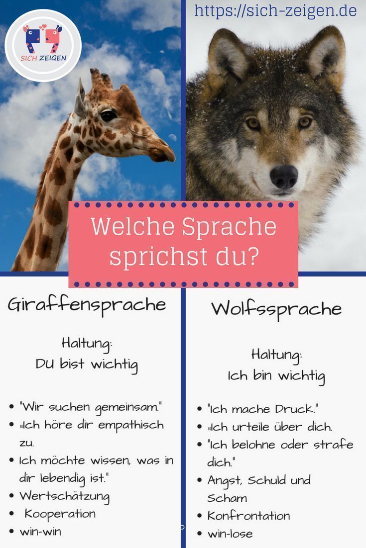 Giraffe und Wolf